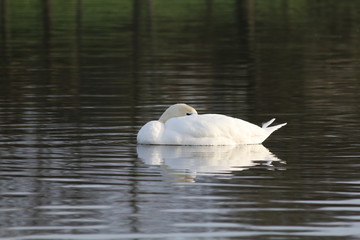 lone swan on lake