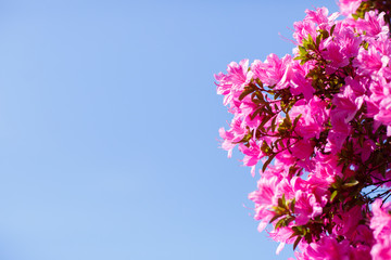 Branches of a fluffy pink blossom tree against the backdrop of a clear, cloudless blue sky