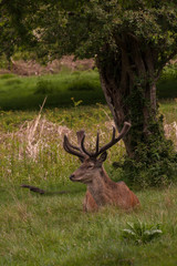 Deer in Richmond Park near London