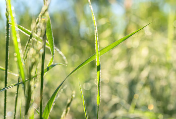 Rosa is a natural phenomenon, beautifully lies on the leaves of plants in the early morning