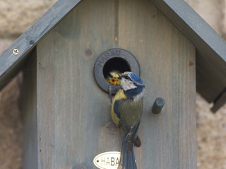 Vogel füttert Junges - Bird feeds chicks