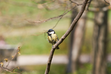 Young Great Tit sitting on a branch
