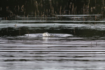 American Coot underwater