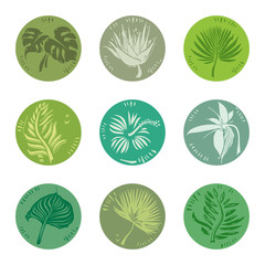 Tropical plants icons. Simple round symbols nature. Vector flat template.
