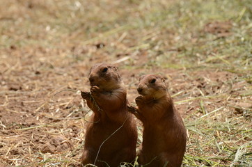 オグロプレーリードッグ