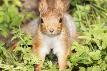 Portrait of cute red squirrel on the grass
