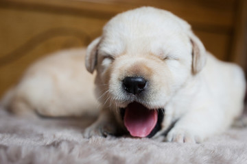 Obraz premium Puppy yawns, labrador retriever dog.