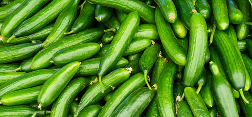 fresh cucumbers. food background