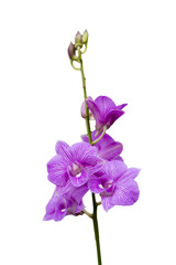 Fototapeta na wymiar Beautiful pink orchid on white background