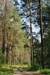 Open rural road in future through green forest, trees, pines, spruces.