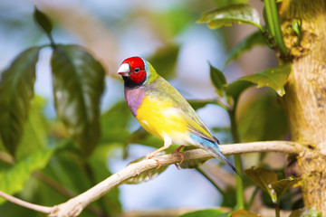 Gouldian finch ( Erythrura gouldiae)