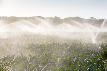 Crop Sprayers in Action