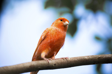 Red canary on its perch in front