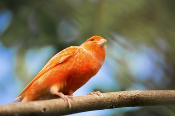 Red canary on its perch in front