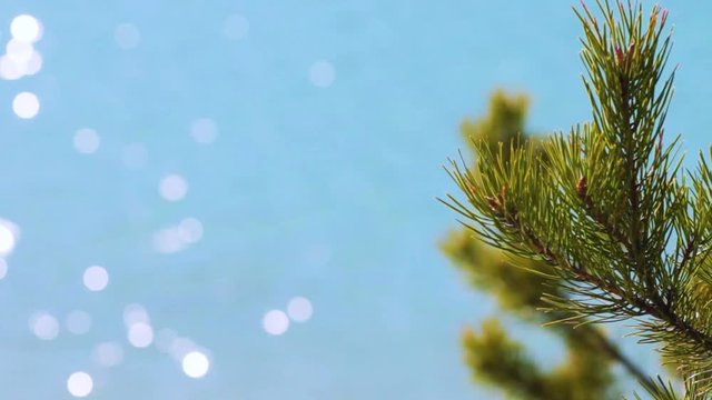 Green fir branches on a blue lake background