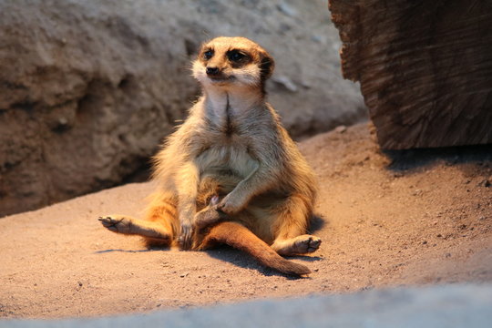 Erdm&auml;nnchen