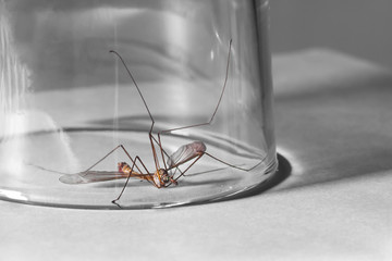 The mosquito is caught in a transparent glass