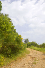 Chemin de randonnée entre Vourliotes et Manoletes (Samos)