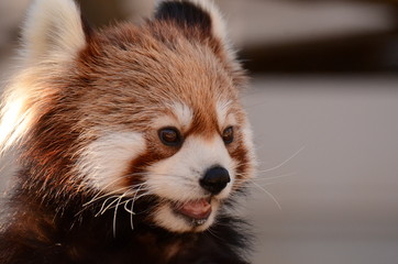 レッサーパンダ
