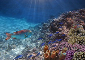 Naklejka na ściany i meble Photo of a tropical Fish on a coral reef