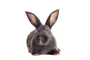 Black rabbit watching