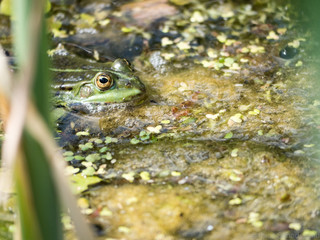 Stiller Beobachter - Frosch im Wasser
