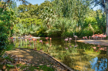 Beautiful flamingos in Barcelona Zoo, Catalonia, Spain. - obrazy, fototapety, plakaty