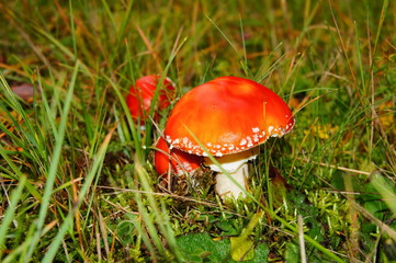 rote Fliegenpilze in grünem Gras
