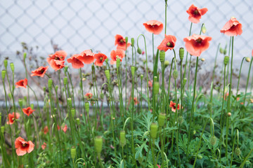 Orange little flowers in spring season, Natural background