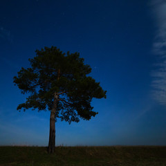 Coniferous tree on a background of the night star sky. The landscape is photographed by moonlight.