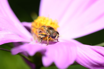 A bee on the pink flowers