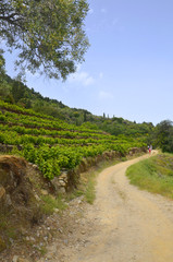 Fototapeta na wymiar Chemin de randonnée entre Vourliotes et Manoletes (Samos)