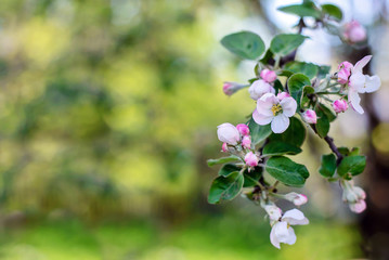 Branch with apple blossoms in the garden