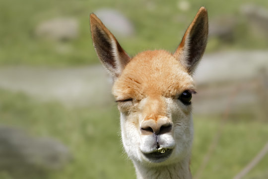 Vikunja Vicu&ntilde;a - Vicugna Vicugna - Portrait zwinkern