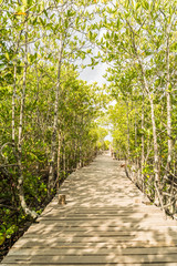 Mangrove forest and wooden walkway