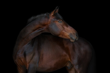 Chestnut horse on black background isolated