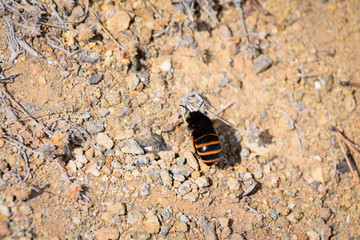 Burrowing banded bee - Porto Santo Island, Madeira Portugal