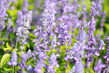 Lavender flowers blooming in the garden.