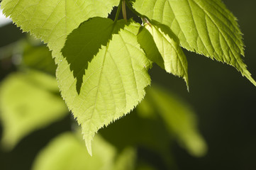 Green leaves