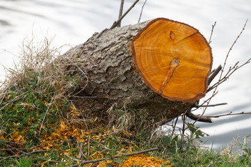 Freshly cut tree trunk