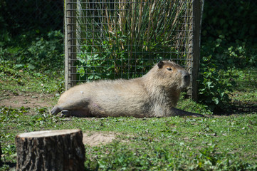 Naklejka na ściany i meble South American Capybara sunbathing