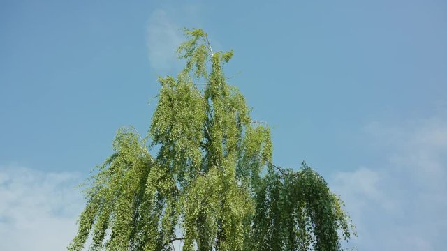 Birtch tree against a blue sky background. Medium dolly shot