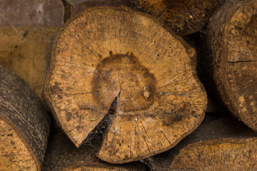 Growth rings on a cut log