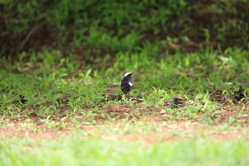 Arnot's chat (Myrmecocichla arnotti) in Zambia