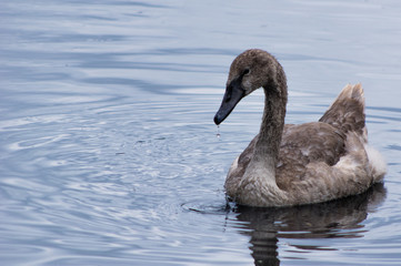 Young swan dripping lake water