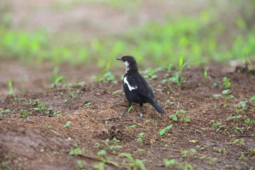 Arnot's chat (Myrmecocichla arnotti) in Zambia