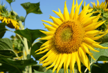 Sunflower on the sunflowers field