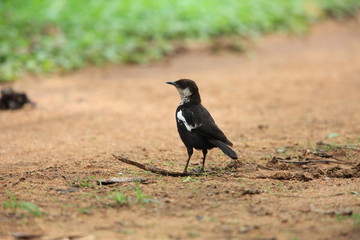 Arnot's chat (Myrmecocichla arnotti) in Zambia