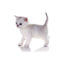 A month-old  British Shorthair kitten  stands. Isolated on white background