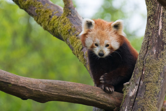 panda roux adorable mignon mammifère animal
